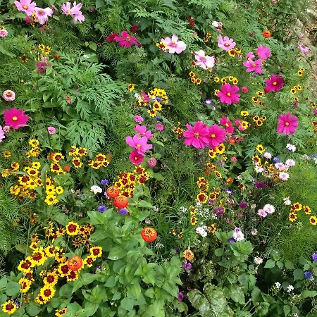 Troubadour Sains-Richaumont