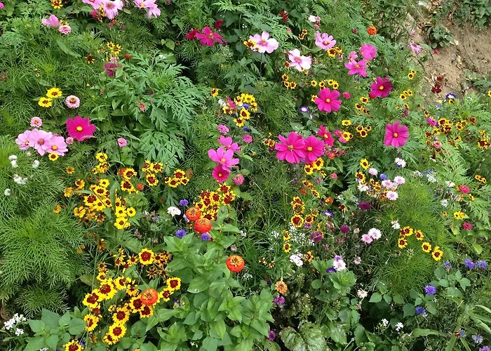 Troubadour Sains-Richaumont